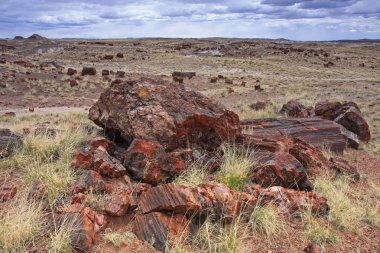Petrified orman Milli Parkı, Arizona 'da Petrified ahşap gövdeleri.