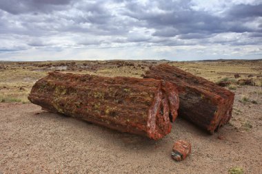 Petrified orman Milli Parkı, Arizona 'da Petrified ahşap gövdeleri.