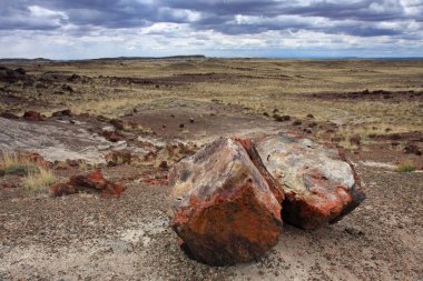 Petrified orman Milli Parkı, Arizona 'da Petrified ahşap gövdeleri.