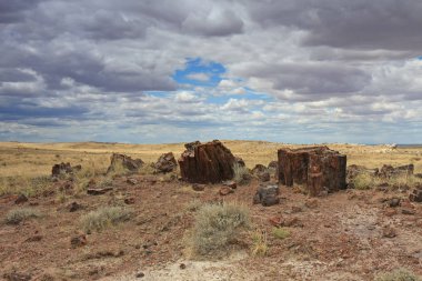 Petrified orman Milli Parkı, Arizona 'da Petrified ahşap gövdeleri.