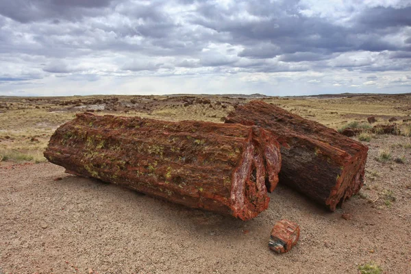 Petrified wood trunks in Petrified Forest National Park, Arizona. — Stock Photo, Image