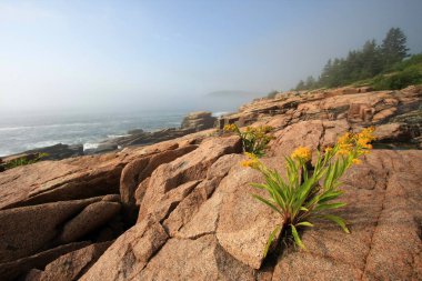Acadia Milli Parkı 'nın engebeli kıyısında çiçekler, Maine.