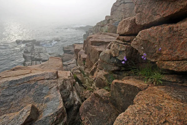 Flores en la costa de granito del Parque Nacional Acadia, Maine . — Foto de Stock