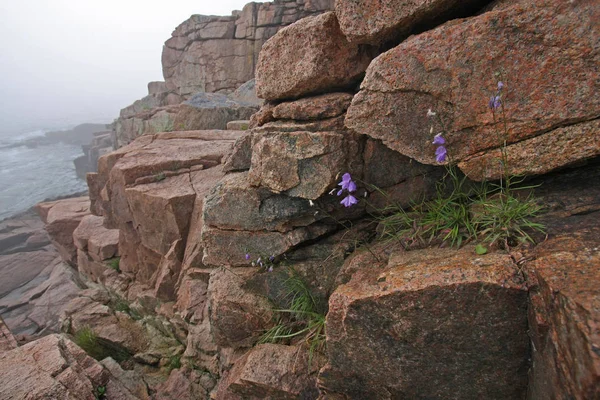 Flores en la costa de granito del Parque Nacional Acadia, Maine . — Foto de Stock