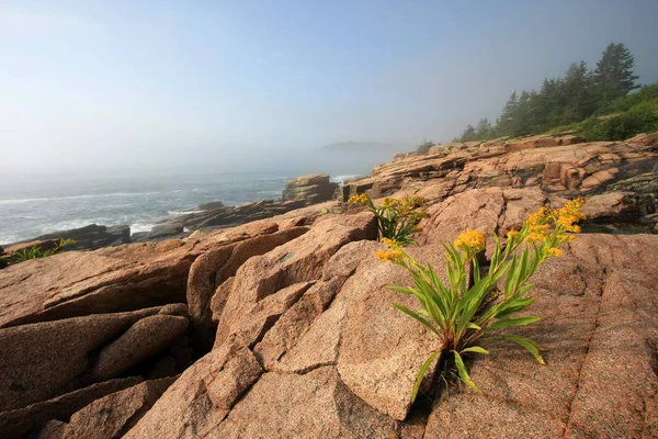 Acadia Milli Parkı 'nın engebeli kıyısında çiçekler, Maine.