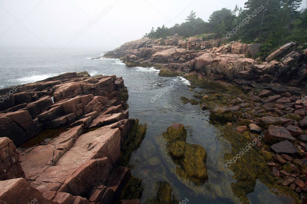 Foggy morning in Acadia National Park, Maine.