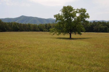 Cades Cove in the Smoly Mountains. clipart