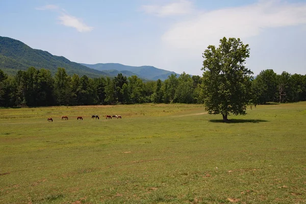 Cades Cove in the Smoly Mountain . — стоковое фото