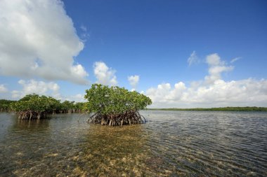 Biscayne Ulusal Parkı Mangoves ve Kaplumbağa Çim daireler, Florida.