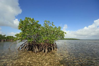 Biscayne Ulusal Parkı Mangoves ve Kaplumbağa Çim daireler, Florida.