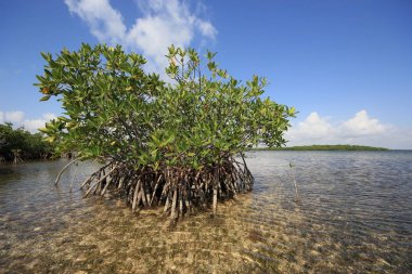 Biscayne Ulusal Parkı Mangoves ve Kaplumbağa Çim daireler, Florida.