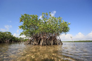 Biscayne Ulusal Parkı Mangoves ve Kaplumbağa Çim daireler, Florida.