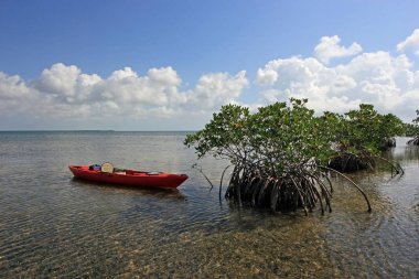 Biscayne Milli Parkı'nın Kaplumbağa Otu dairelerinde Mangoves'e bağlı kırmızı kano, Florida.