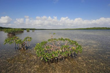 Biscayne Ulusal Parkı Mangoves ve Kaplumbağa Çim daireler, Florida.