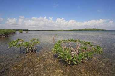 Biscayne Ulusal Parkı Mangoves ve Kaplumbağa Çim daireler, Florida.