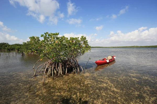 Biscayne Milli Parkı'nın Kaplumbağa Otu dairelerinde Mangoves'e bağlı kırmızı kano, Florida.