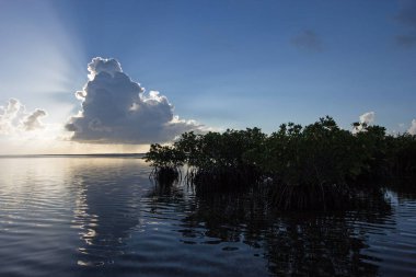 Biscayne Ulusal Parkı, Florida'da Mangrovların arkasındaki güneş ışınları.