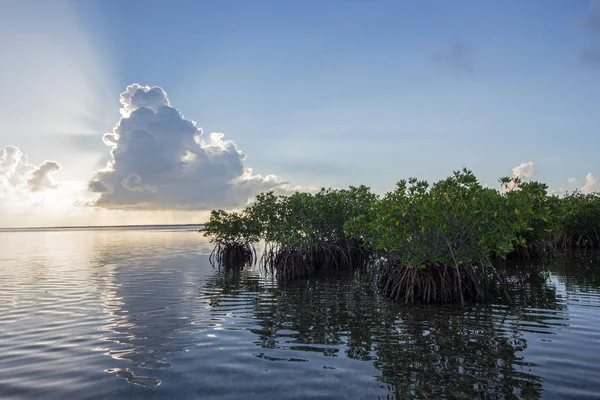 Biscayne Ulusal Parkı, Florida'da Mangrovların arkasındaki güneş ışınları.