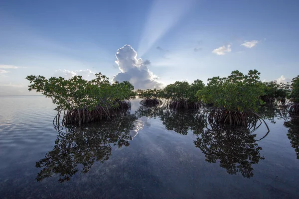 Biscayne Ulusal Parkı, Florida'da Mangrovların arkasındaki güneş ışınları.