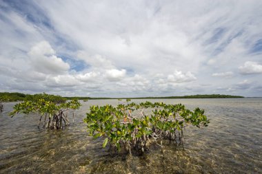 Cloudscape Biscayne Milli Parkı, Florida sularında relfected.