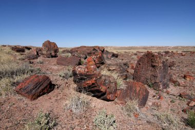 Taş Ormanı Ulusal Parkı, arizona.