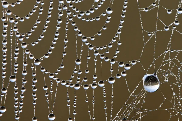 Dew covered spiderwebs in the Everglades. — Stock Photo, Image