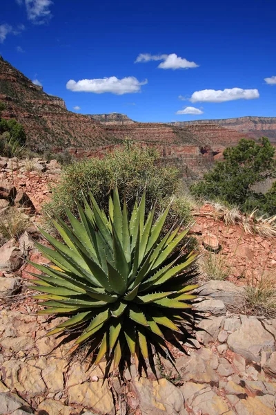 Impianto Agave nel Parco Nazionale del Grand Canyon . — Foto Stock