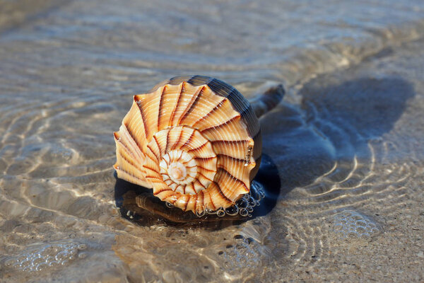 Lightning Whelk on exposed tidal flat.