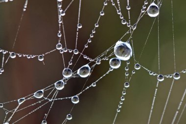 Everglades'te çiy kaplı örümcek ağları.