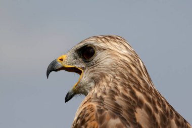 Kırmızı omuzlu Hawk portresi.
