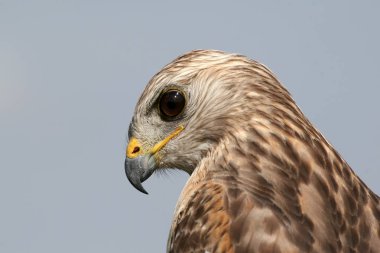 Kırmızı omuzlu Hawk portresi.