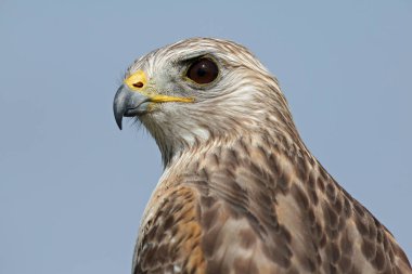 Kırmızı omuzlu Hawk portresi.