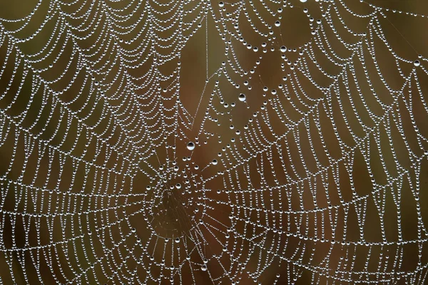 Tau bedeckte Spinnennetze in den Everglades. — Stockfoto
