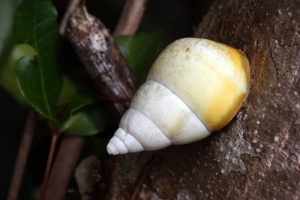 에버글레이즈 국립공원의 나무 달팽이, 플로리다. — 스톡 사진