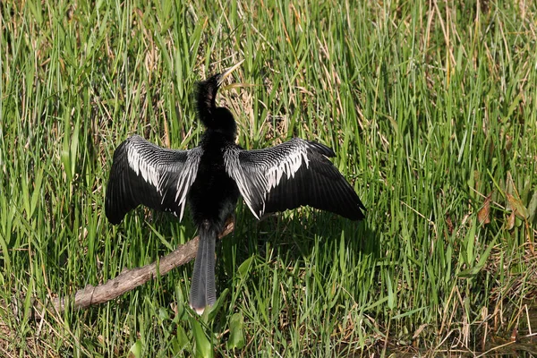 Anhinga, Parque Nacional Everglades, Florida . — Foto de Stock