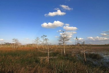 Everglades Milli Parkı Cüce Selvi Ağaçları.