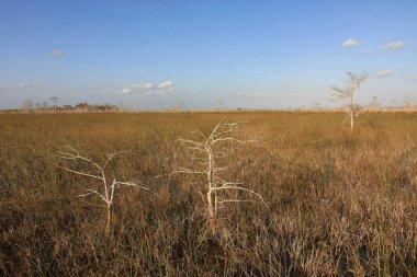 Everglades Milli Parkı Cüce Selvi Ağaçları.