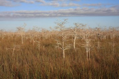 Everglades Milli Parkı Cüce Selvi Ağaçları.