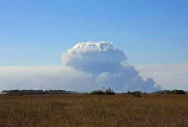 Sawgrass üzerinde duman, Everglades Milli Parkı.