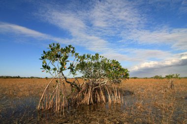 Cüce mangrov ağaçlar Everglades Ulusal Park, Florida.