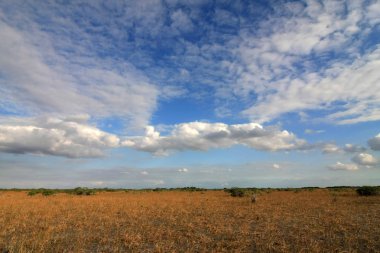 Cüce mangrov ağaçlar Everglades Ulusal Park, Florida.