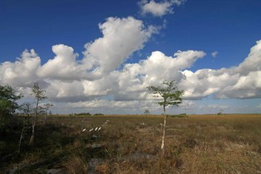 Everglades Milli Parkı Sawgrass Çayırı Ahşap Leylek.