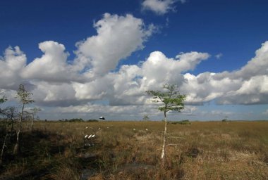 Everglades Milli Parkı Sawgrass Çayırı Ahşap Leylek.