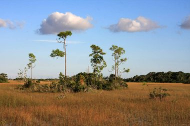 Everglades Milli Parkı'nda çam standı.