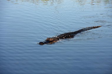 Everglades Ulusal Parkı'ndaki Amerikan Timsahı, Florida.