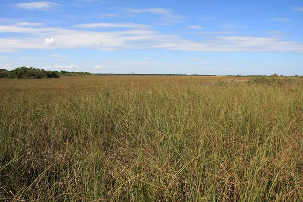Sawgrass Prairie, nationaal park Everglades. — Stockfoto