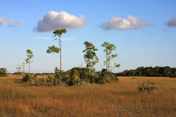 Everglades Milli Parkı'nda çam standı.