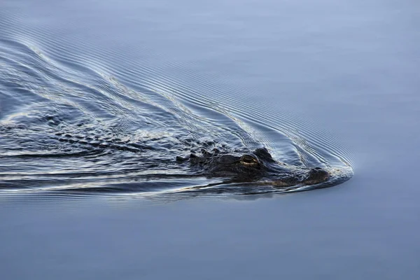 American Alligator in Everglades National Park, Florida. — Stock Photo, Image