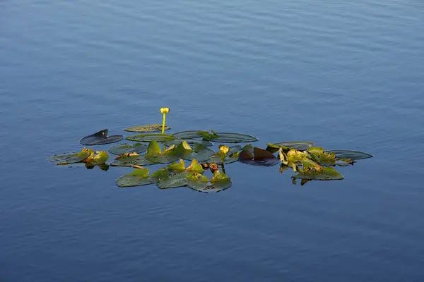 Lily klocki w martwa woda, Everglades National Park. — Zdjęcie stockowe