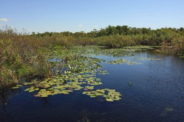 Lily Pads Everglades Milli Parkı'nda.